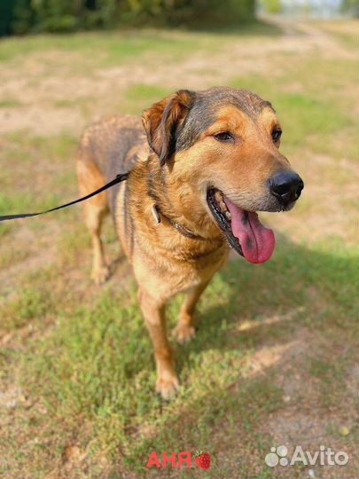 Старичок Кит ищет семью