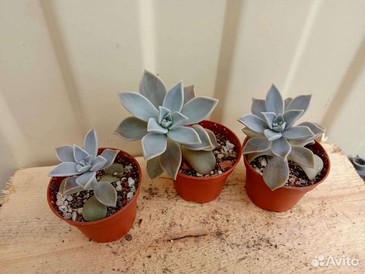 Суккуленты граптопеталум, крассулы