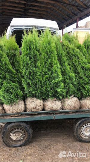 Туя Смарагд. Туи Пирамидальные