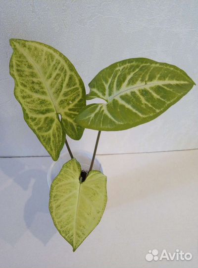 Фиалочка, Бегония, Циперус, Сингониум