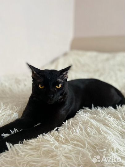 Бурманский котенок