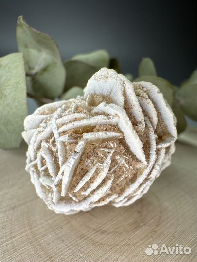 Роза пустыни