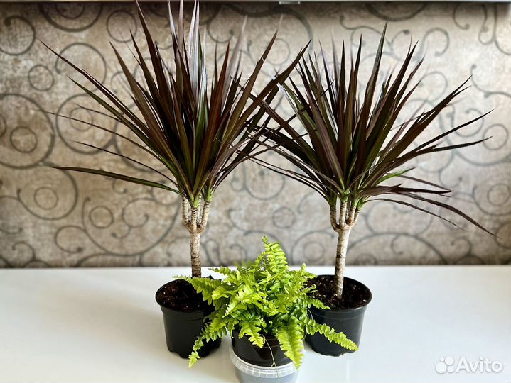 Комнатные цветы драцена Маргинанта Маджента