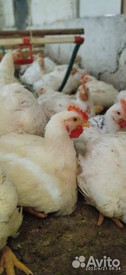 Куры бройлеры