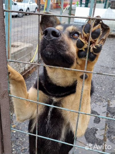 Чудесная Рут ищет семью