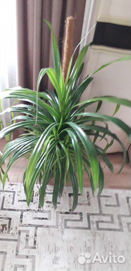 Пальма панданус