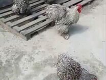 Цыплята чисто породных курей