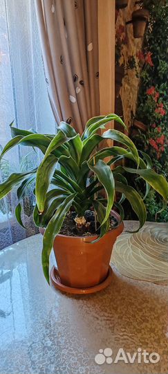 Комнатные цветы