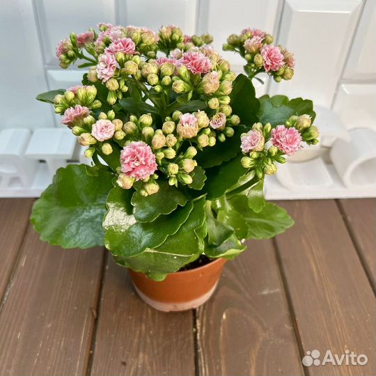 Каланхоэ Розалина