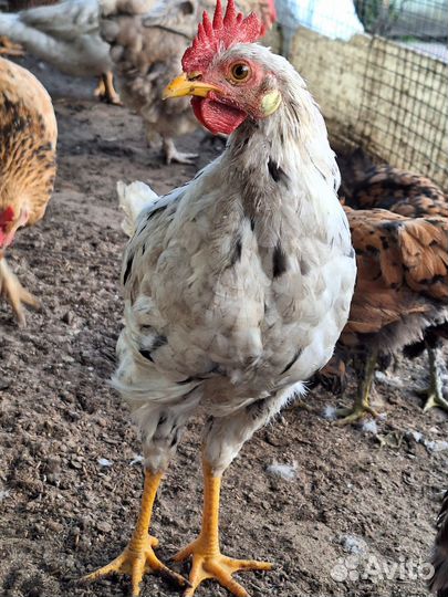 Молодые домашние петухи