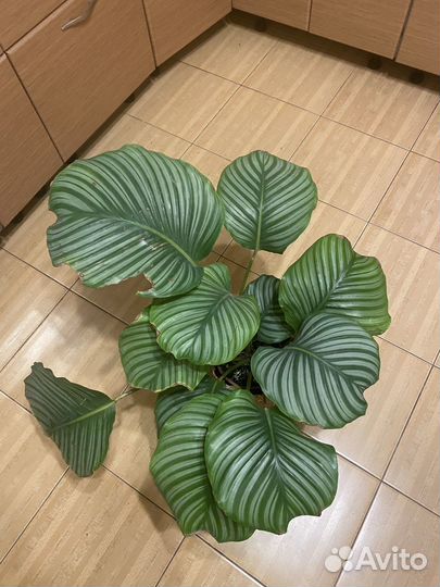 Калатея Орбифолия