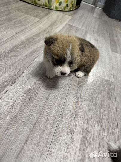 Вельш-корги щенки