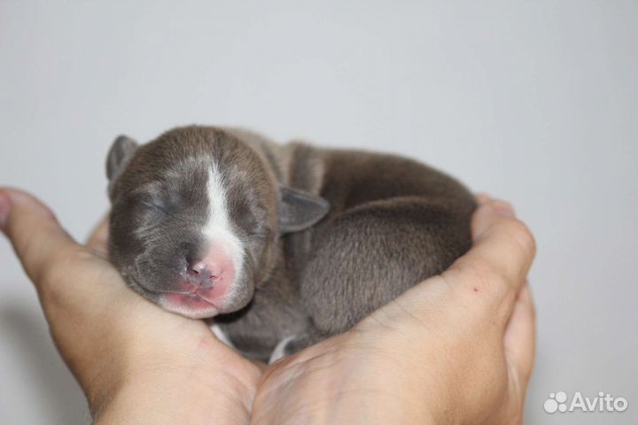 Щенки стаффа, РКФ