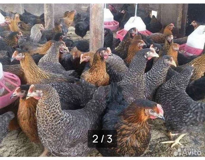 Молодые курочки 5 месяцаа