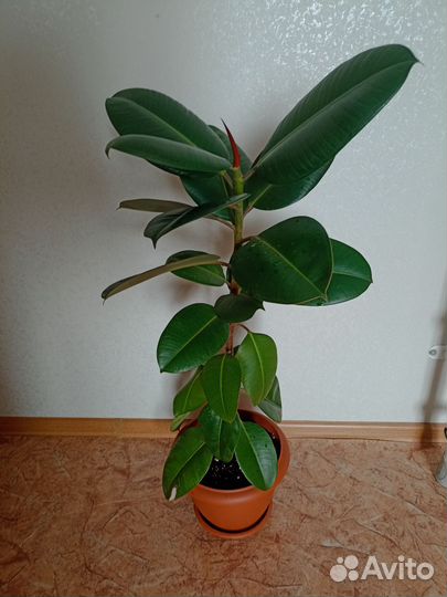 Фикус каучуконосный большой