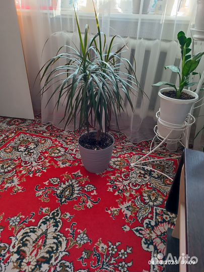 Пальма драцена