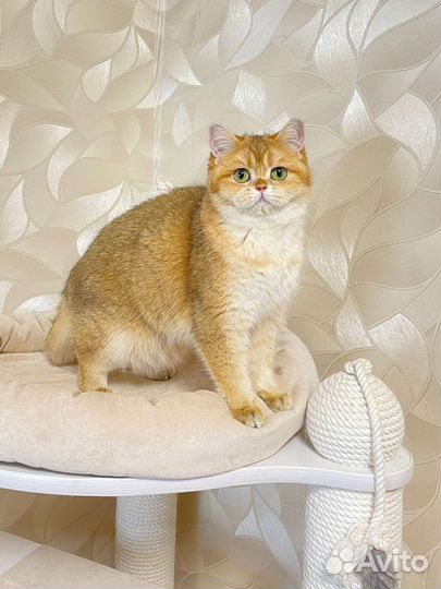 Британская кошка