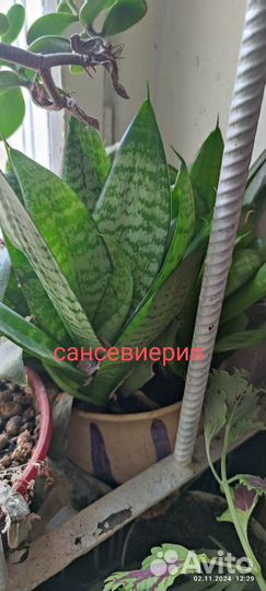 Сансевиерия