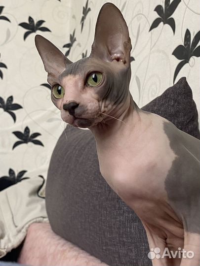 Сфинкс вязка