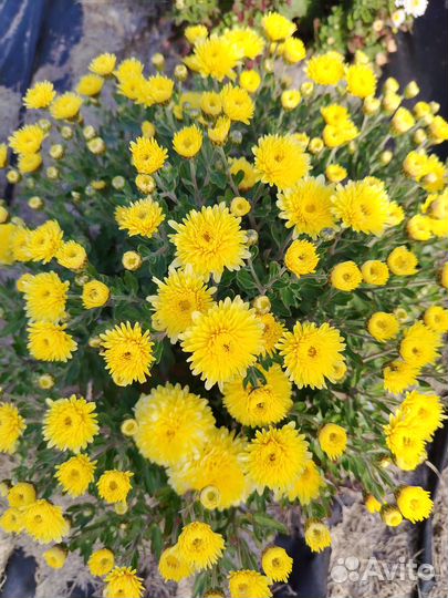 Предлагаю укорененные черенки и маточники