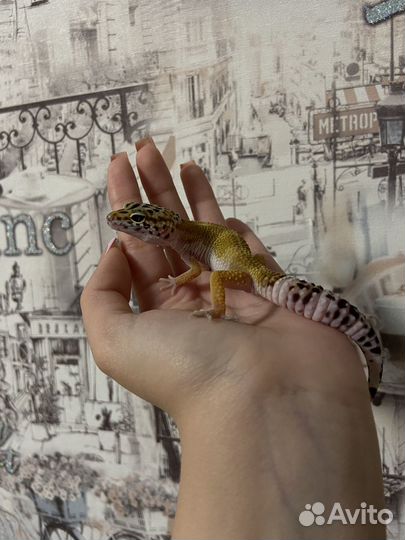 Эублефар малыши