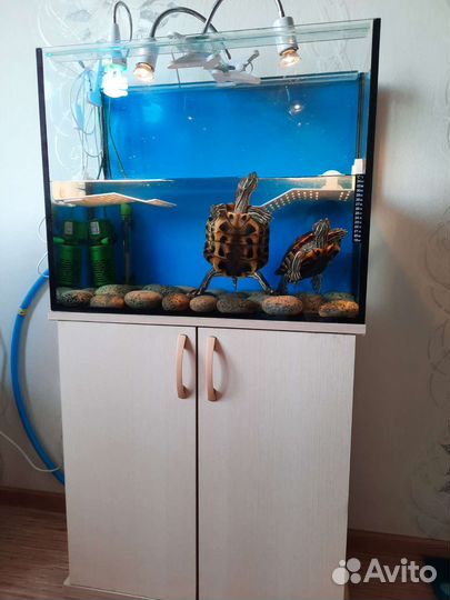Черепаха с аквариумом