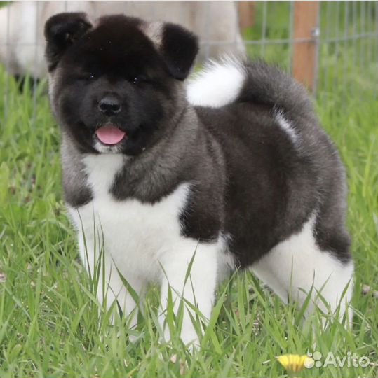Щенки Американской Акиты