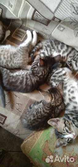 Бенгальская