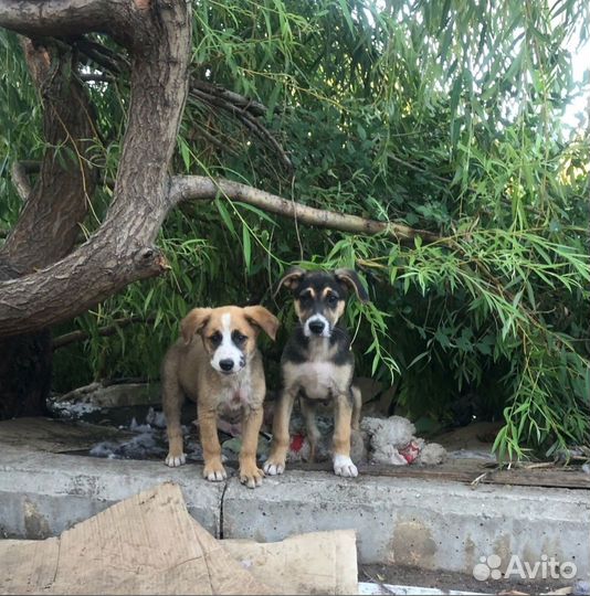 Щенки
