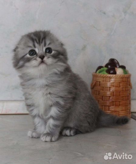 Шотландская красотка