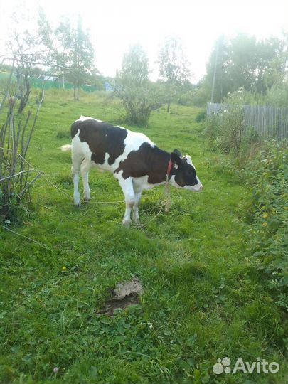 Корова дойная с теленком