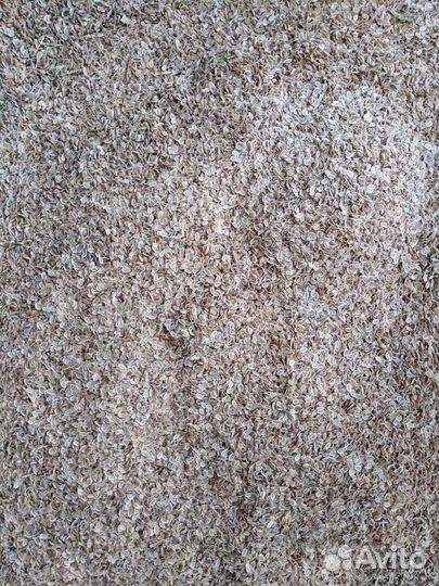 Семена укропа