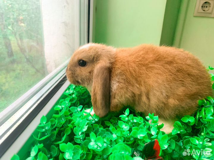 Карликовый кролик - очень редкие VIP кролики