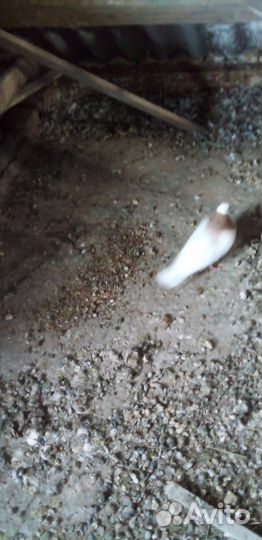 Продам голубей