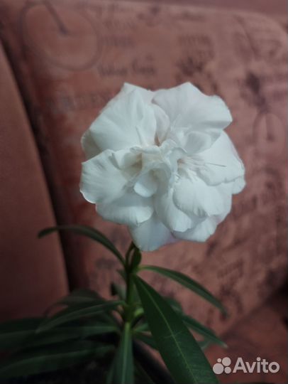 Монстера, олеандр