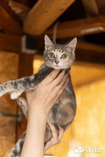 Кошка бесплатно