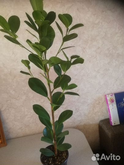 Фикус мокламе
