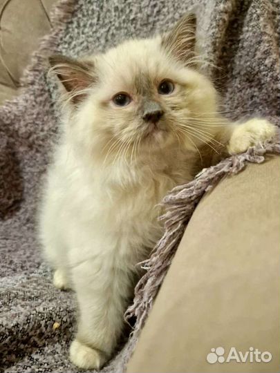 Котенок регдолл, девочка