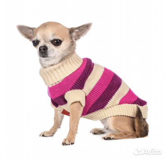 Одежда для собак мелких и средних пород