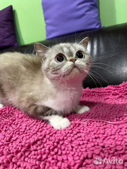 Шотландские котята