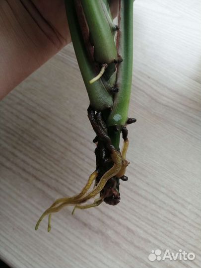 Домашние цветы