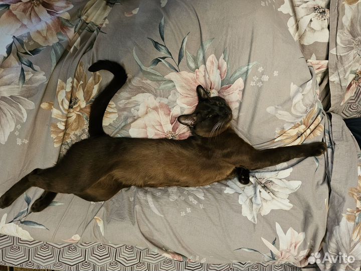 Вязка бурманский кот