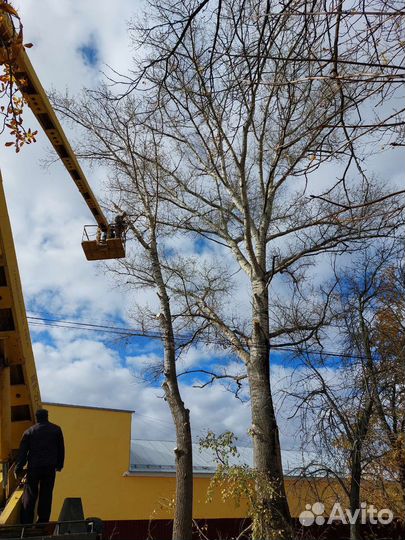 Спил деревьев,опиливание,обрезка,вывоз