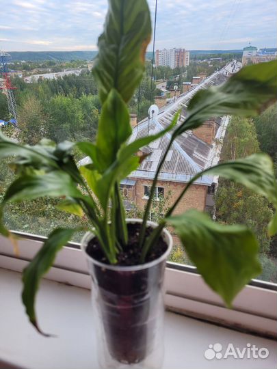 Продам цветы комнатные