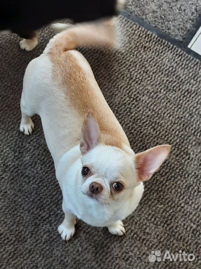 Взрослая девочка чихуахуа