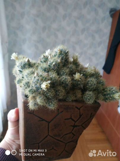 Кактус