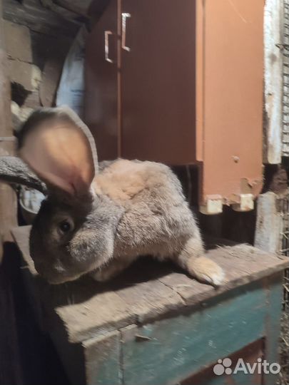 Кролики фландер, ризен