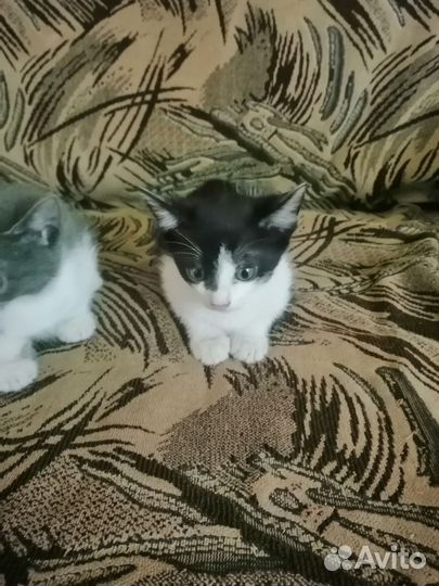 Кошки в добрые руки бесплатно