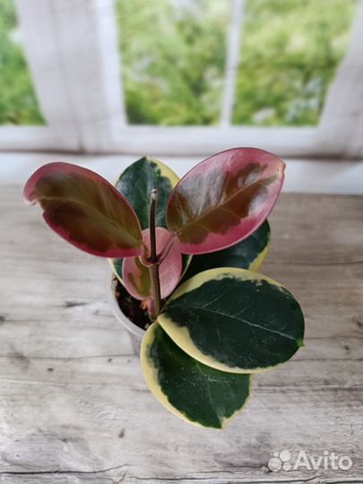 Хойя Аустралис Блонди