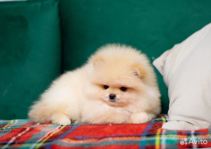 Мальчик померанчик